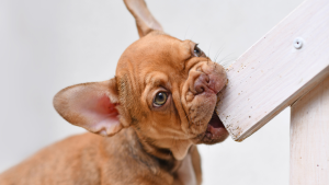 Een bruine Franse Bulldog puppy bijt in de hoek van een wit houten voorwerp en kijkt omhoog met grote oren en nieuwsgierige ogen.
