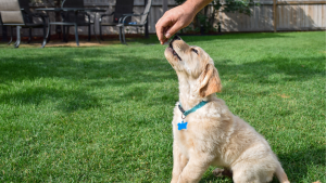 Een golden retriever puppy zit op groen gras en kijkt omhoog naar een hand die een traktatie boven zijn neus houdt. Terrasmeubilair en een houten hek staan op de achtergrond.