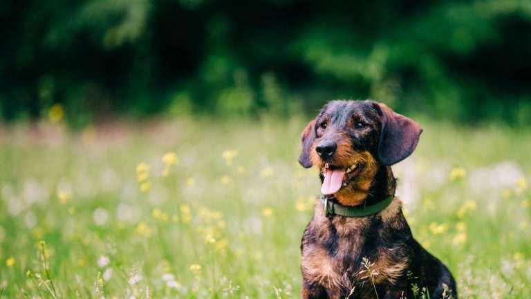 Een teckel met een ruwharige vacht zit in een grasveld vol kleine gele bloemen en kijkt vrolijk met zijn tong uit de bek.