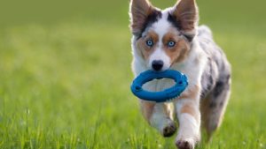 Een Australian Shepherd is aan het spelen in het gras met een discus