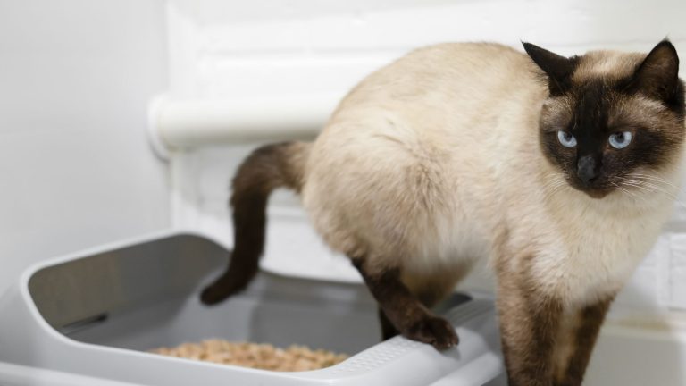 Een Siamese kat met blauwe ogen staat in een kattenbak gevuld met grit en kijkt alert opzij