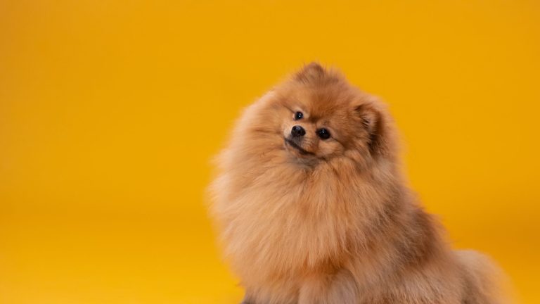 Top 10 kleinste hondenrassen ter wereld PetSecur