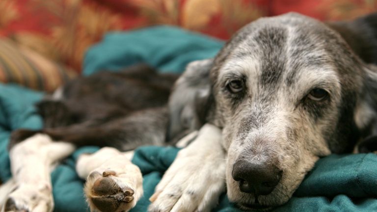 Een oudere hond met grijze snuit ligt ontspannen op een donkergroene deken, terwijl hij met zachte, vermoeide ogen in de camera kijkt.