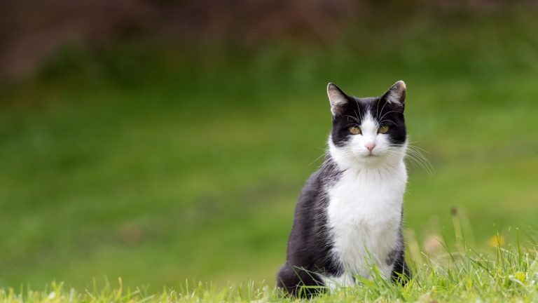 Dierentehuis Den Bosch PetSecur