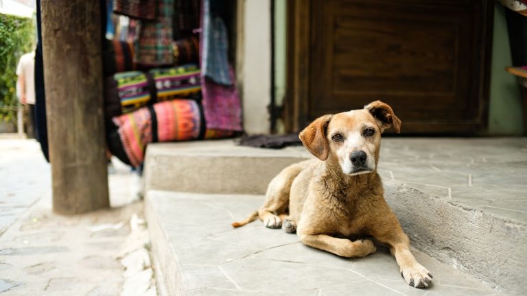 Een oudere hond ligt rustig op een stenen stoep voor een houten deur, met op de achtergrond kleurrijke doeken die aan een rek hangen.