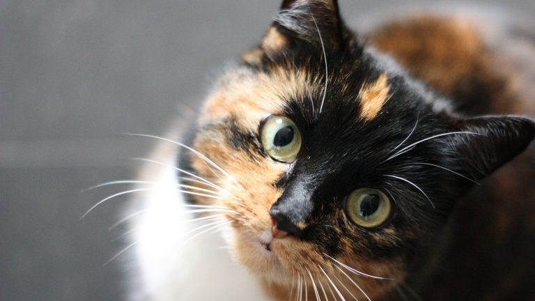 Hoe oud wordt een kat PetSecur