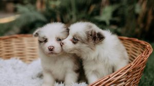 Twee puppy's zitten in een hondenmand PetSecur