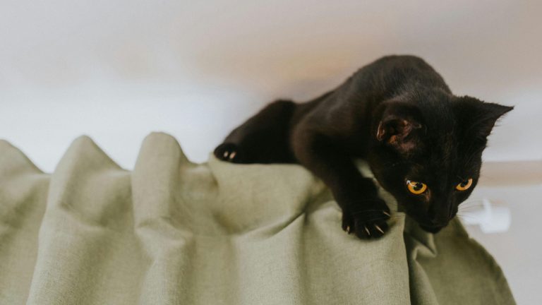 Katten gordijnen PetSecur