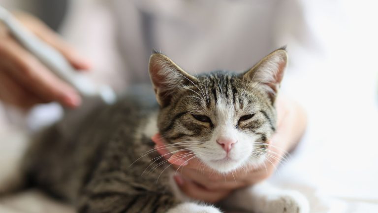 Een dierenarts onderzoekt een ontspannen kat met een stethoscoop, terwijl de kat rustig op de onderzoekstafel ligt.