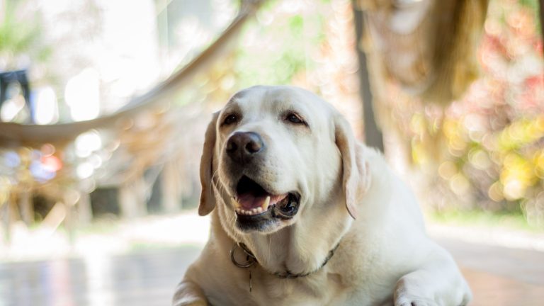 Een lichtgekleurde labrador ligt ontspannen op de vloer met de mond iets open, terwijl de achtergrond zacht vervaagd is met warme tinten van een tuin of terras.