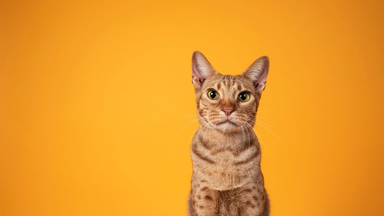 Top 10 hypoallergene kattenrassen PetSecur