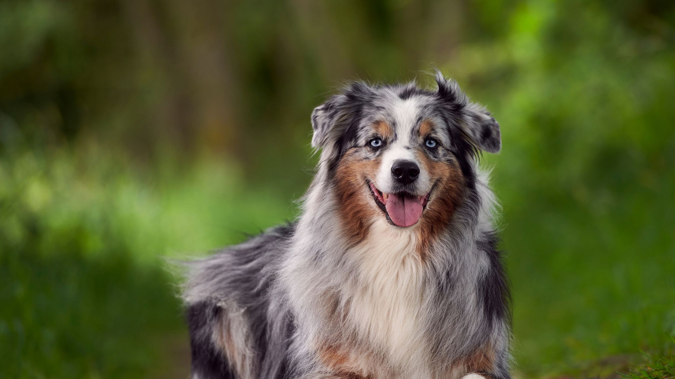 Een vrolijke, langharige hond met blauwgrijze vacht en opvallende blauwe ogen zit buiten op een groen bospad, met de tong uit de mond en een blije uitdrukking.