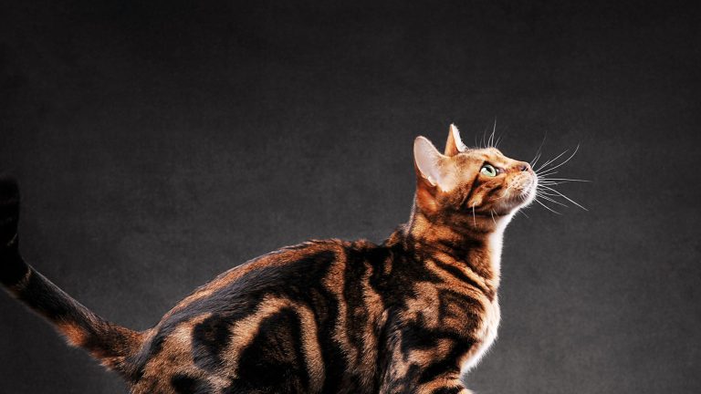 Een mooi getekende kat met een glanzende vacht in bruin-zwarte patronen kijkt omhoog tegen een donkere achtergrond, waarbij haar groene ogen helder oplichten