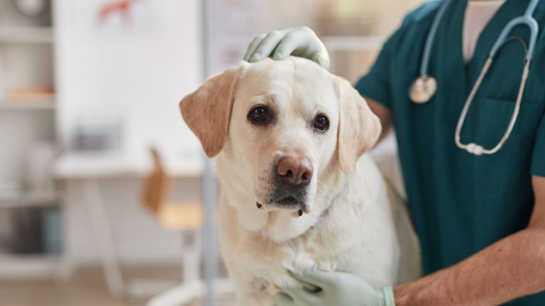 Wat kost een dierenartsbezoek in 2025 PetSecur