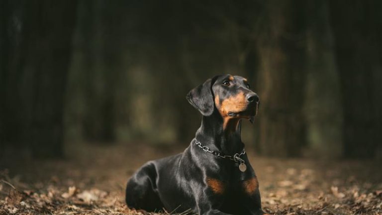 Een zwarte en bruine Dobermann ligt op een bosgrond met bladeren, terwijl hij alert in de verte kijkt.