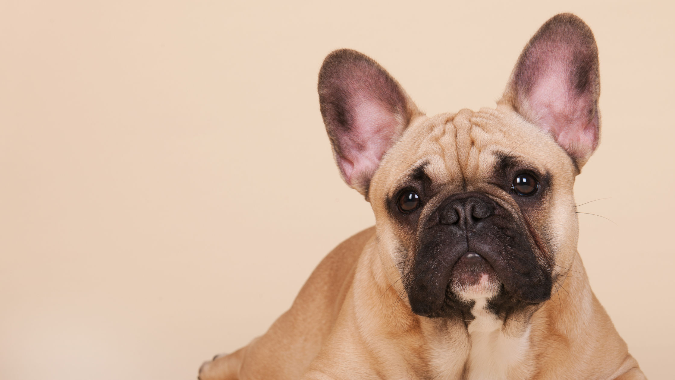 Een Franse buldog kijkt met grote, donkere ogen recht in de camera, zittend tegen een zachte beige achtergrond.