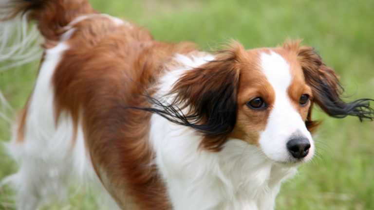 Een bruin-witte hond met lange, wapperende oren loopt alert over het gras, met een geconcentreerde blik naar iets in de verte gericht.