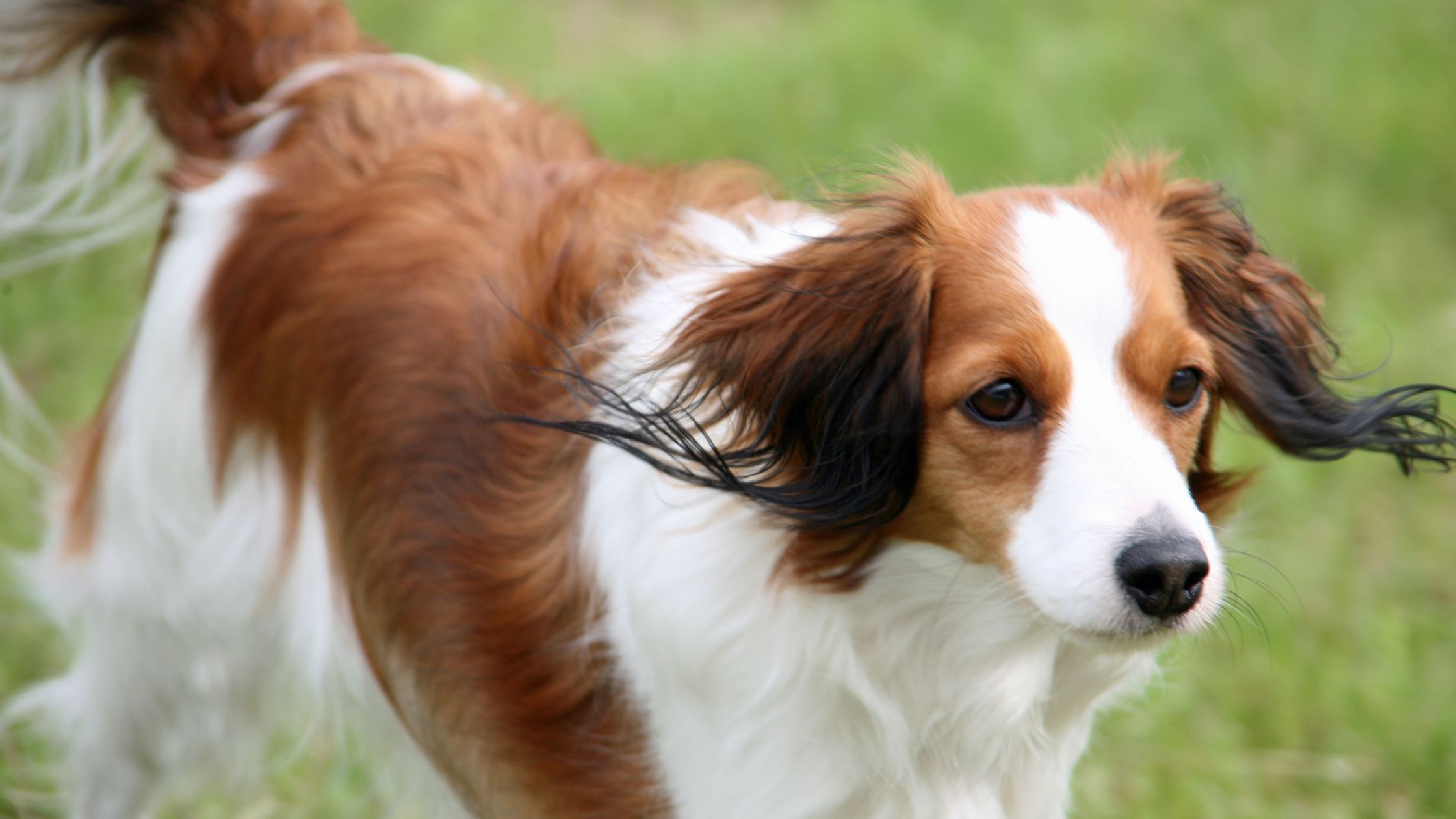 Een bruin-witte hond met lange, wapperende oren loopt alert over het gras, met een geconcentreerde blik naar iets in de verte gericht.