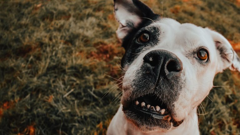 10 tips gebit hond gezond houden PetSecur