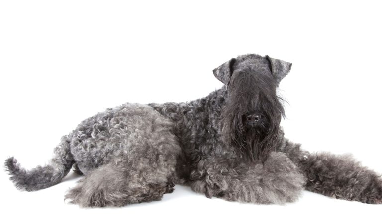 7 populairste grote terrier hondenrassen PetSecur