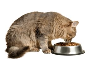 Mijn kat eet niet, wat nu?