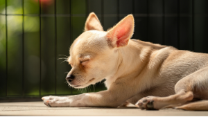 Een kleine beige chihuahua ligt te slapen in de zon met zijn ogen gesloten, terwijl het zonlicht zacht op zijn vacht valt.