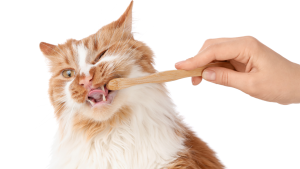 Een rood-witte langharige kat krijgt haar tanden gepoetst met een houten tandenborstel. De kat trekt een grappig gezicht terwijl haar tong uitsteekt. De achtergrond is effen wit.