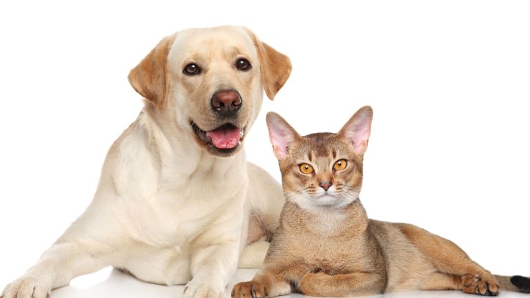 Dierendag PetSecur