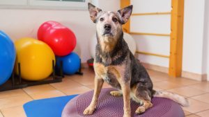 Fysiotherapie hond PetSecur