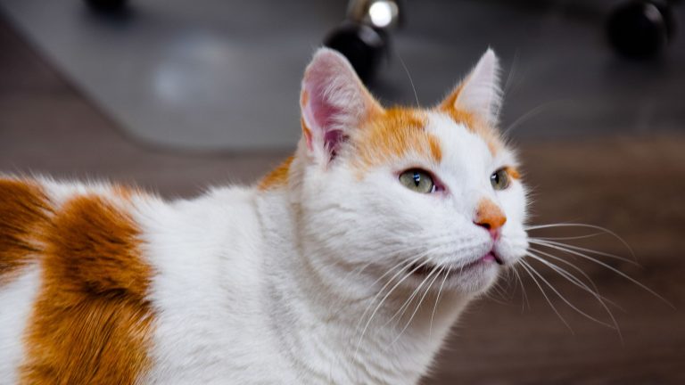 Een wit met oranje kat kijkt aandachtig opzij, zittend binnen op een houten vloer.