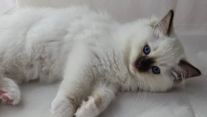Hartproblemen kat PetSecur