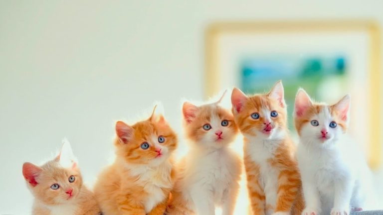 Honden en kattenrassen vergelijker PetSecur