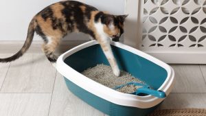 Kat vegen op de vloer PetSecur
