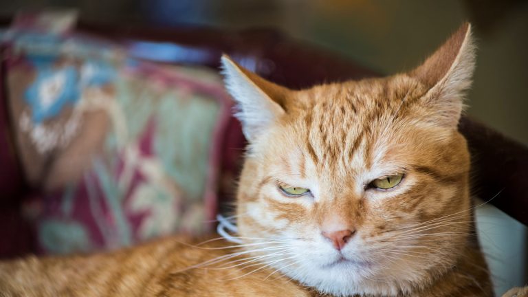 Kattennaam mannetje PetSecur