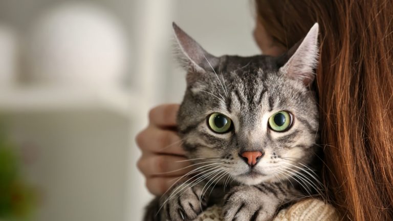 Kattennaam vrouwtje PetSecur