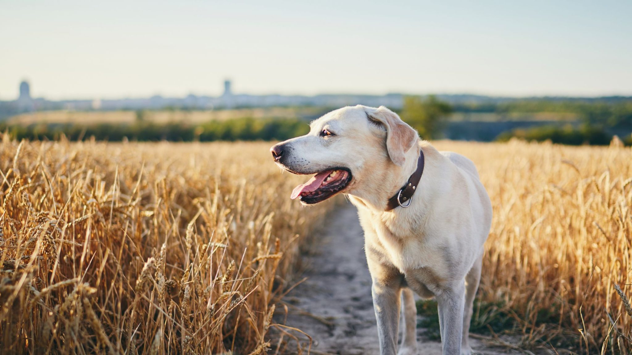 Loopsheid bij honden, wat moet je weten? - PetSecur