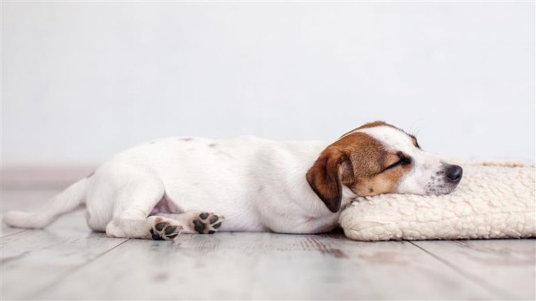 Een kleine hond ligt vredig te slapen op een zacht kussen op een houten vloer.