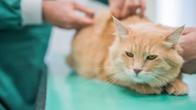 Een oranje kat ligt op een onderzoekstafel bij de dierenarts, terwijl iemand in een groene jas de huid optilt om een injectie toe te dienen.