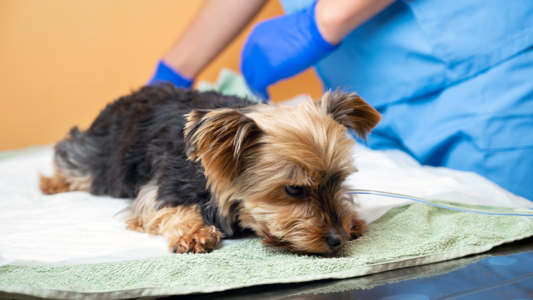 Een kleine hond ligt slap op een handdoek met een infuus in zijn poot, terwijl een dierenarts met blauwe handschoenen naast hem staat.