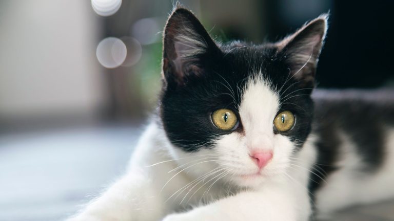Een zwart-witte kat met grote gele ogen ligt ontspannen op de grond en kijkt aandachtig naar iets in de verte.