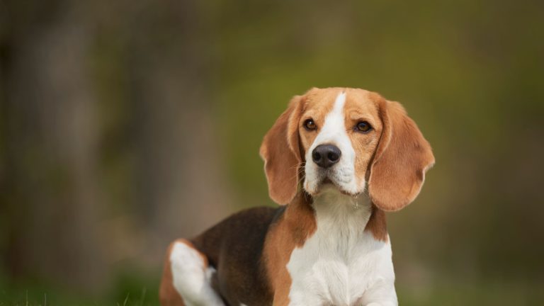 Top 10 middelgrote hondenrassen PetSecur