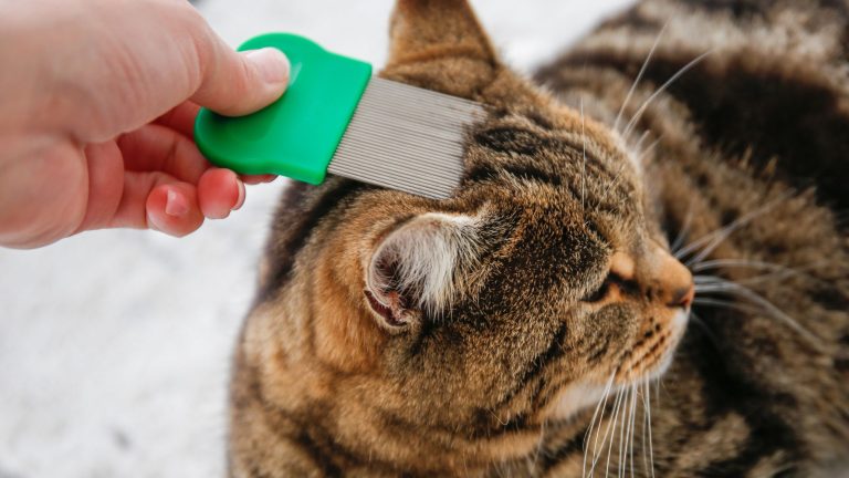 Een hand gebruikt een groene vlooienkam om de vacht van een bruine gestreepte kat te kammen.