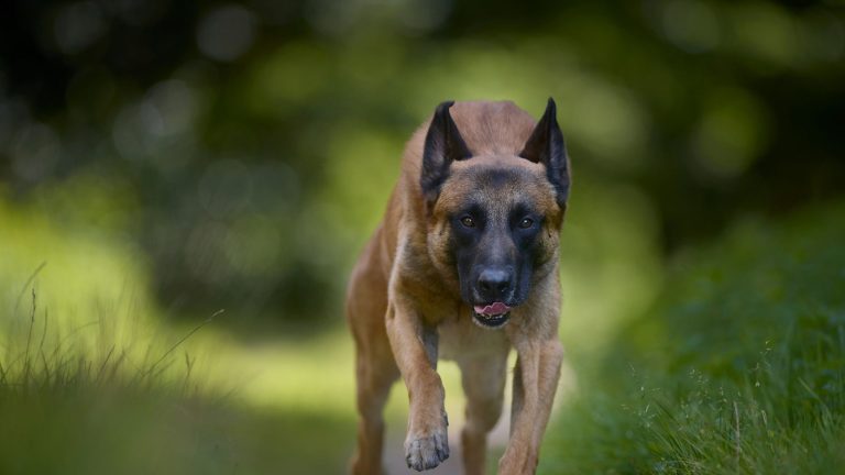 Waakhonden PetSecur