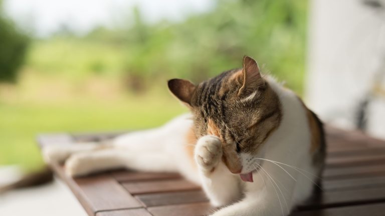 Waarom wassen katten zich zo vaak? PetSecur