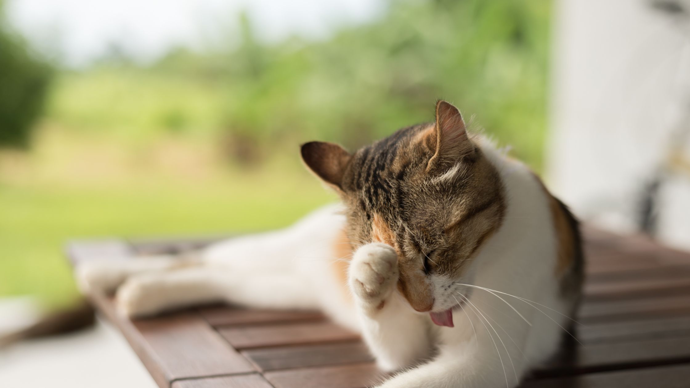 Hoe Vaak Wast Een Kat Zich