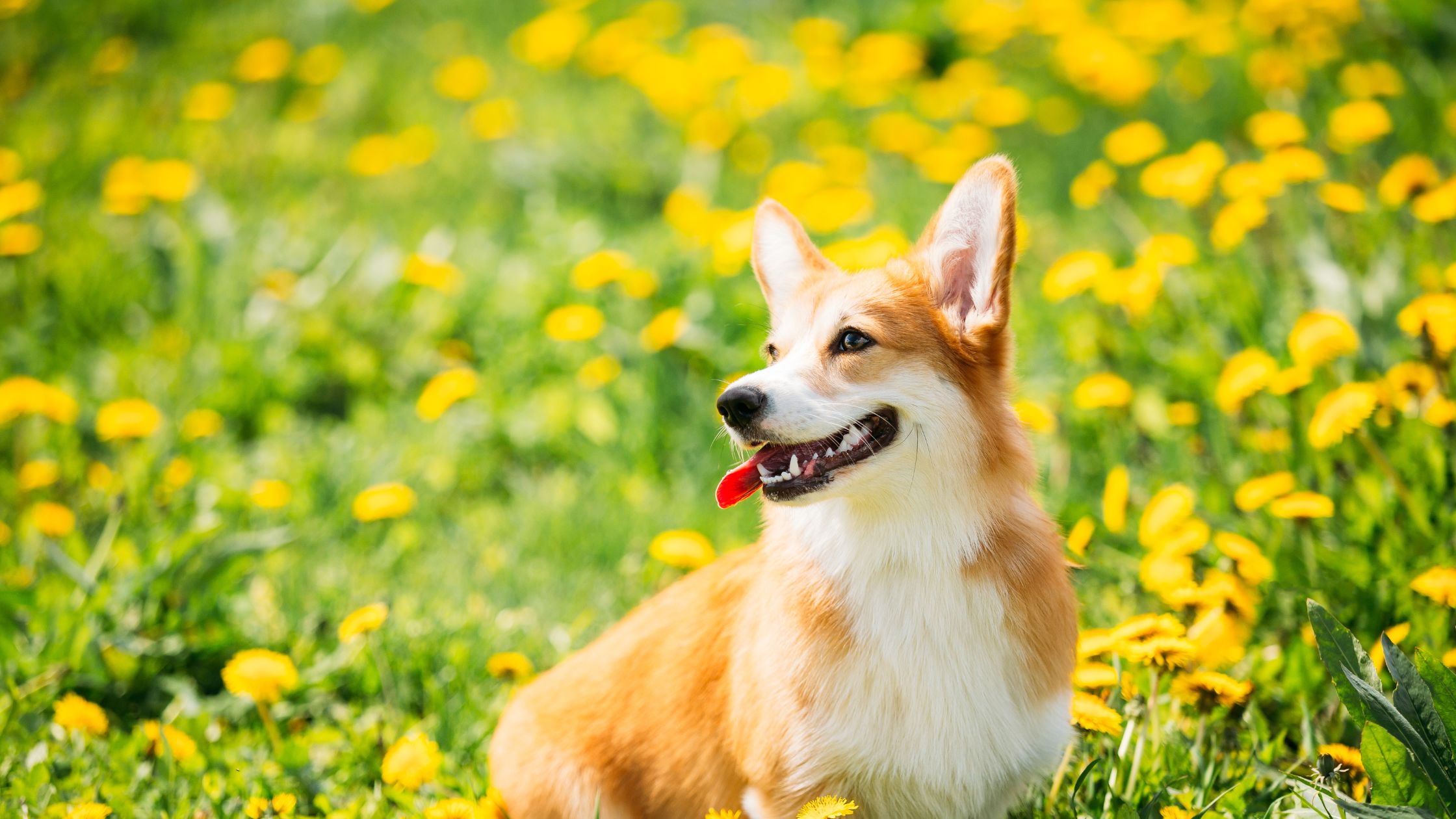 Een vrolijke hond met een rood-witte vacht zit in een veld vol gele bloemen en kijkt opzij met de tong uit de bek.