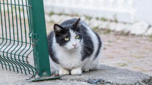 Overgewicht katten PetSecur