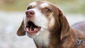 Blaffen afleren bij je hond PetSecur
