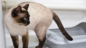 Een Siamese kat met crèmekleurige vacht en donkerbruine oren, gezicht, poten en staart staat naast een grijze kattenbak en kijkt naar links.