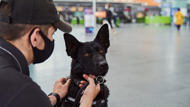 Een man met een zwart masker past het tuig van een zwarte Duitse herdershond aan in een ruime, moderne binnenruimte, mogelijk een vliegveld of treinstation.